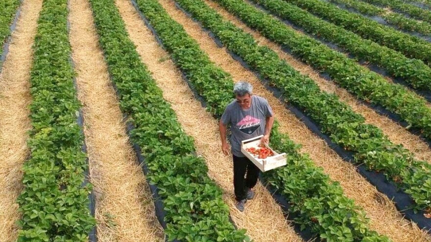 Njega zasada jagode: Kako pravilno đubriti i navodnjavati, a kako uništavati korove?