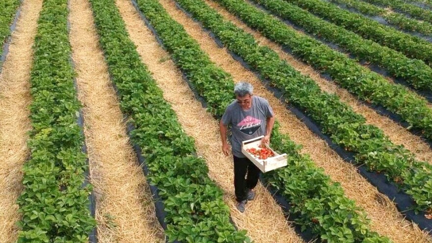 Nega zasada jagode: Kako pravilno đubriti i navodnjavati, a kako uništavati korove?