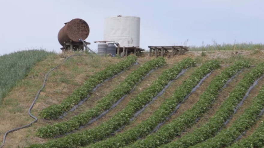 Jagoda zahteva mnogo rada