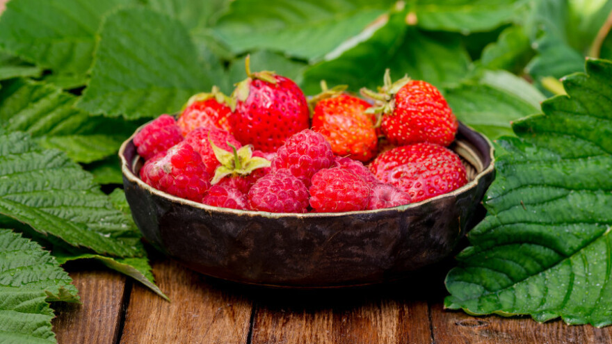 Sufinanciraju podizanje zasada jagode i organske maline