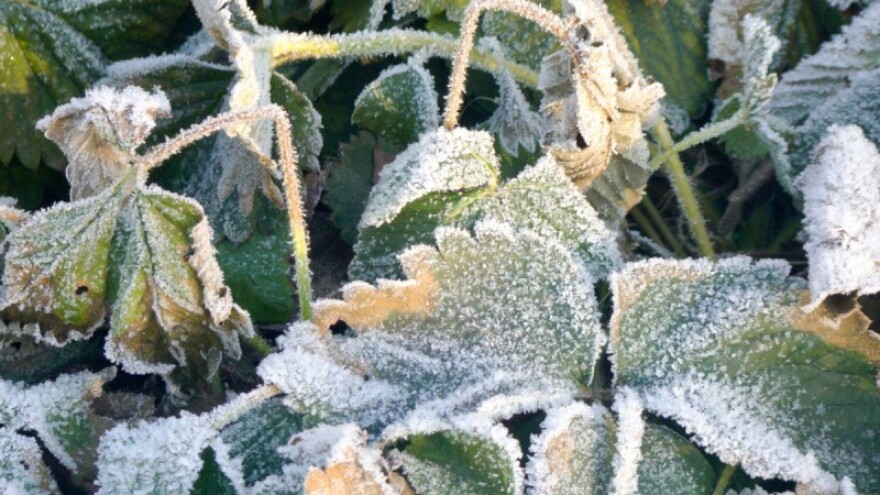 Zaštitite voćnjake od mraza!