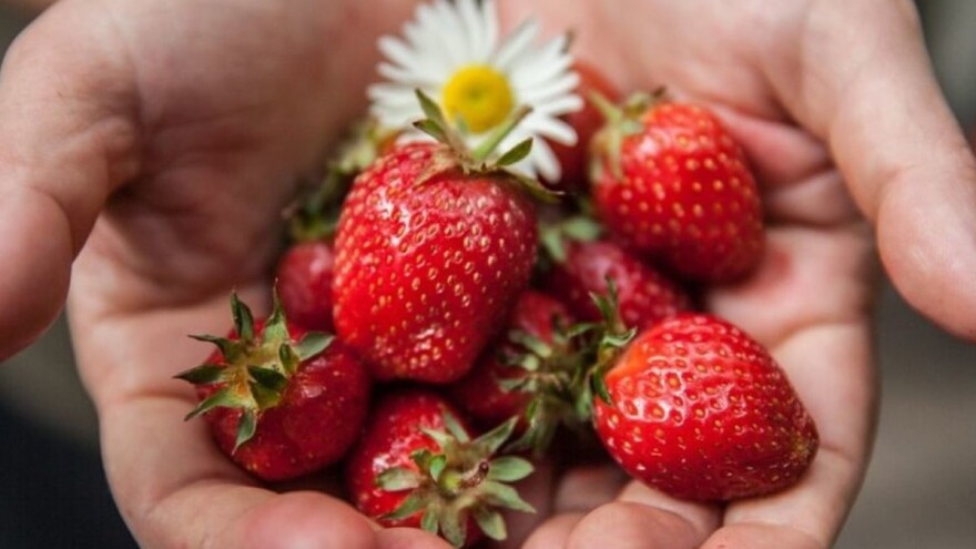 Ekološko ili "ekološko" - proizvodi sa 220 farme pali na kontroli