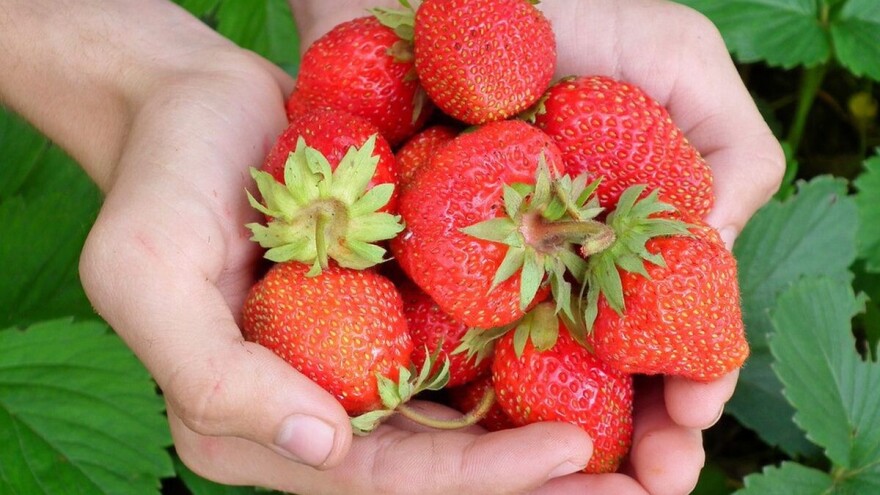 Rusi traže srpske jagode: Cena se menja iz sata u sat
