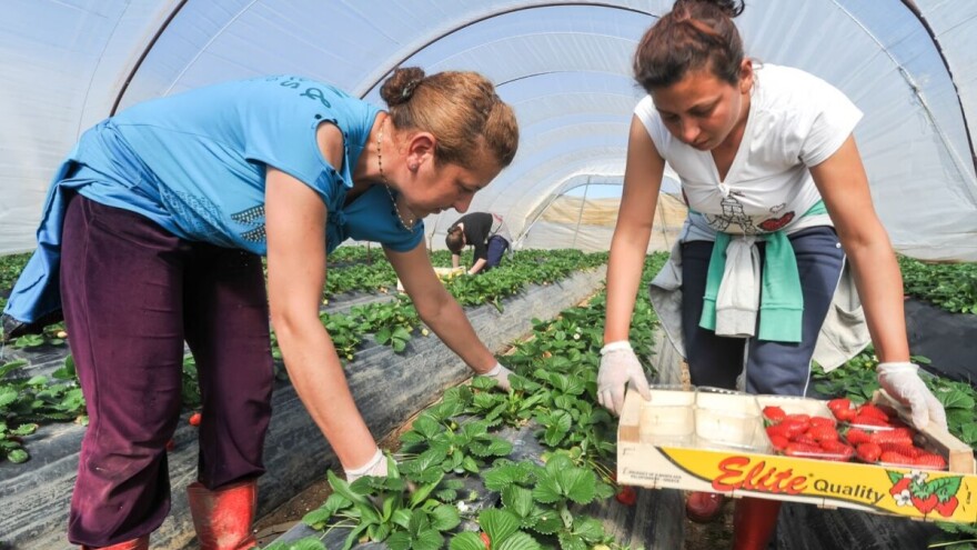 Jagode: Obezbedite dobar prinos uklanjanjem stolona na vreme