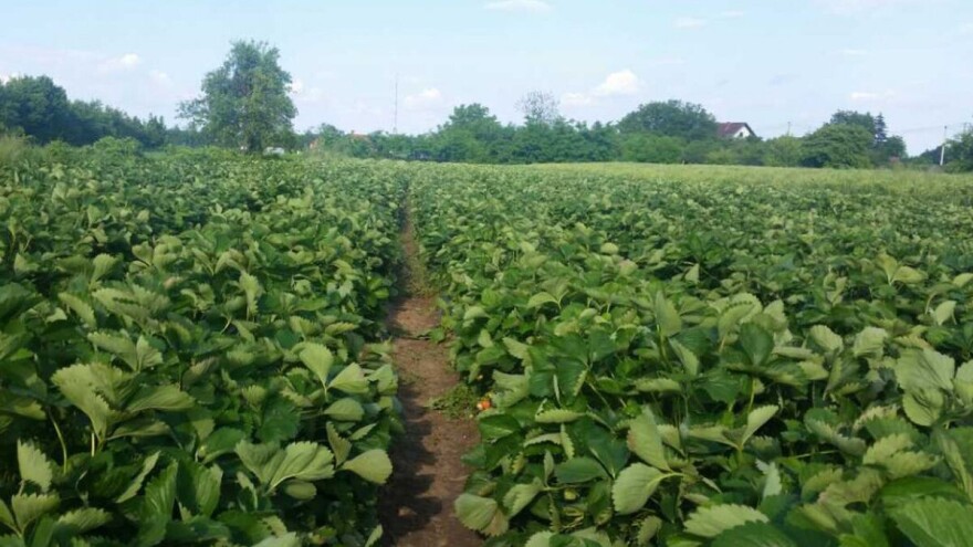 Prihranjujte jagode i čupajte korovske biljke u novim jagodnjacima