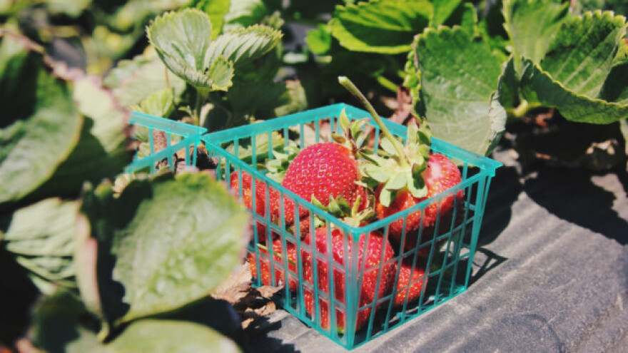Uzgoj jagoda u centru Pariza