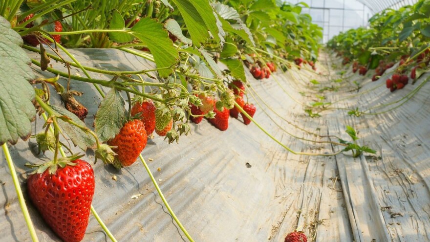 Prinos, kvalitet i cena jagoda obećavaju dobru zaradu