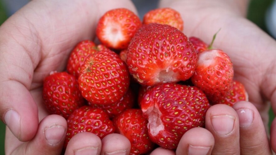 Biste li jeli jagode umočene u tekuću svilu?