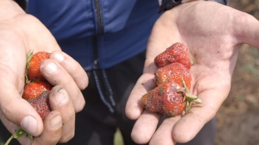 Nevreme desetkovalo rod jagode