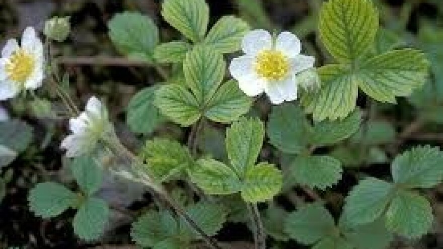 Jagodama u cvatu prijeti siva plijesan