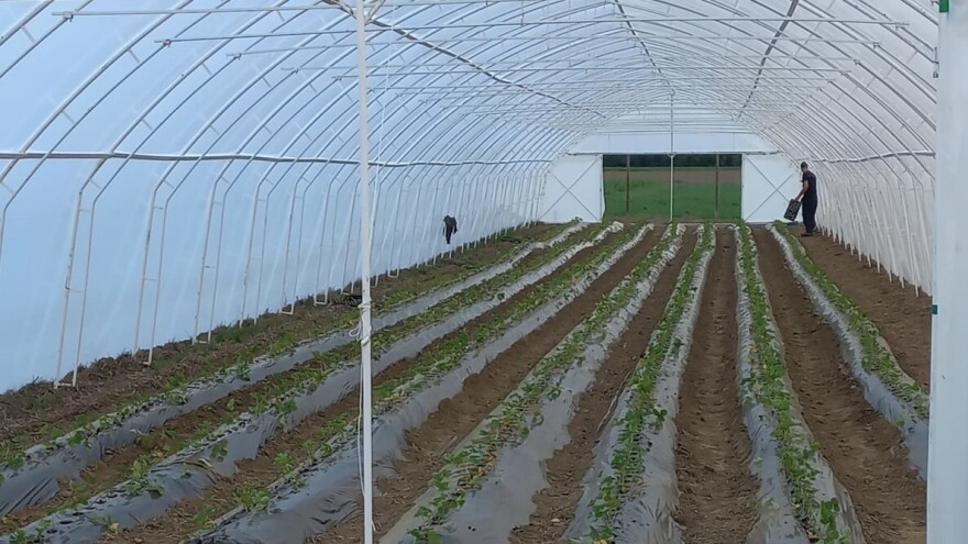 Raspisan javni poziv za investiranje u biljnu proizvodnju