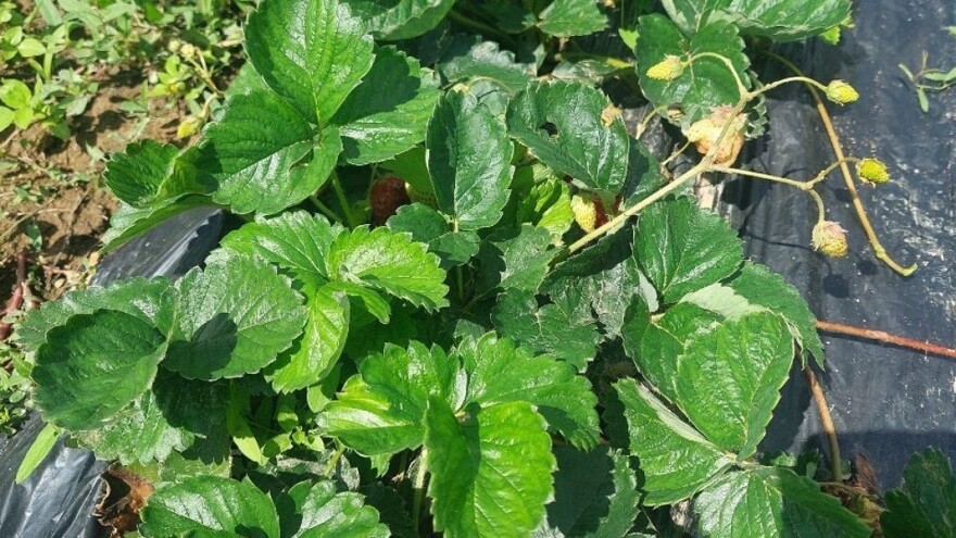 Kada presaditi jagode s otvorenog polja u plastenike?