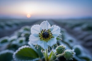 Jagode u Srijemu i Slavoniji ozbiljno oštećene mrazom