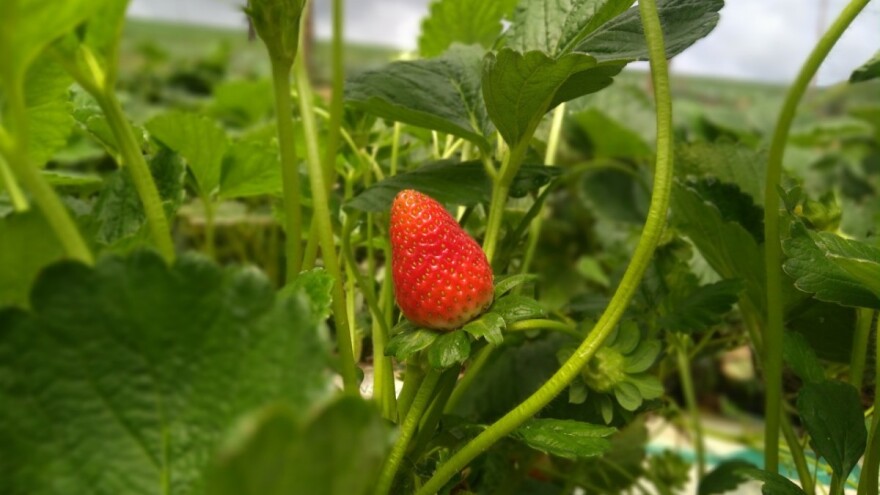 Jagodina lisna uš: Kada uočite simptome, već je kasno