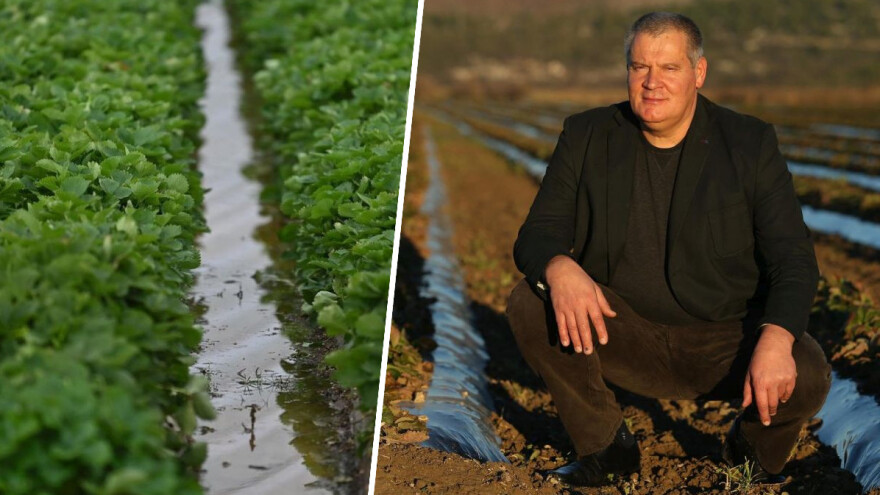 Obilna kiša uz jagode ugrozila i lubenice, Stipo Gabrić Jambo: Klasa sam optimist. Bit će dobro!