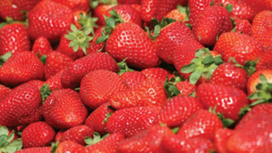 Druga godišnja berba jagoda