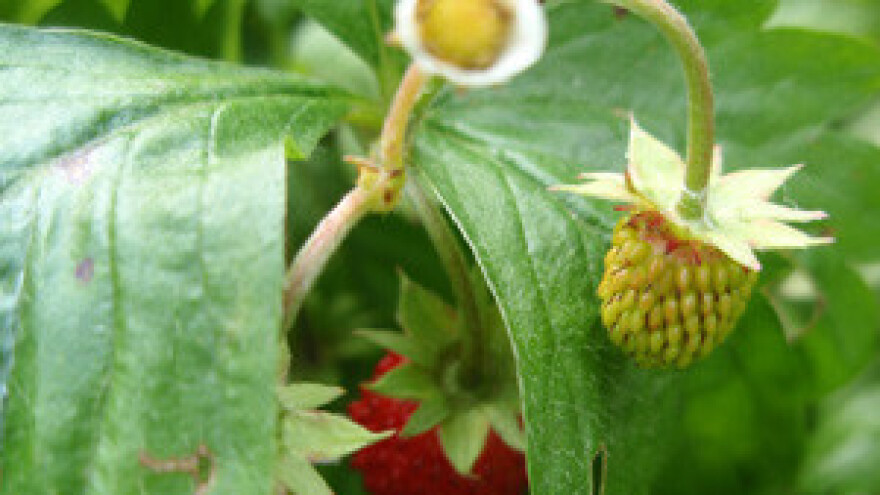 Djelovanja Plants Protector Thiofera na zaštitu sadnica jagoda