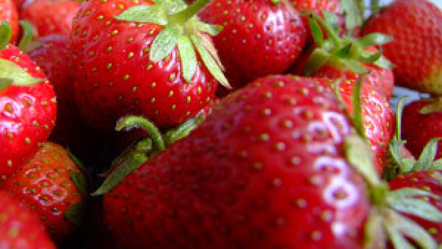 Počeli Dani zagrebačkih jagoda