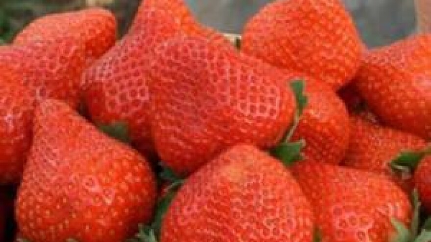 Nakon uvoznih, stižu i domaće jagode