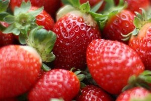 Virovitička županija podijelila 36.000 sadnica jagoda