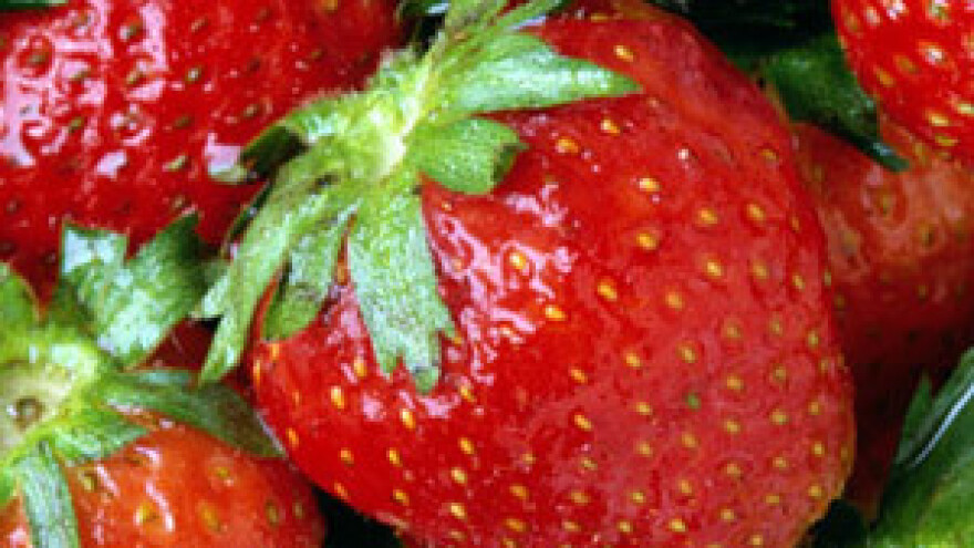 200 poljoprivrednika iz Vrgorca prijavilo štetu od sniježnog nevremena