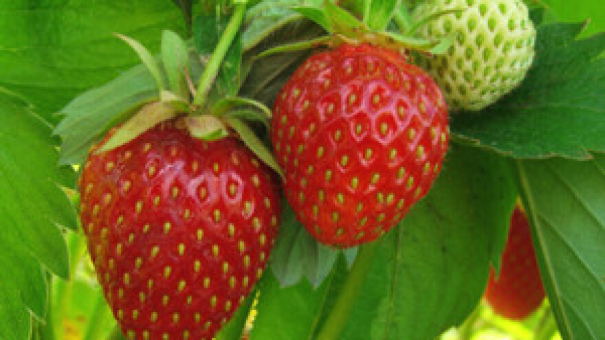 Vrgorac: suša zaprijetila nasadima jagoda