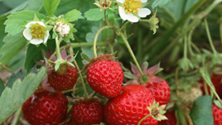 Mraz već "pojeo" vrgoračke jagode