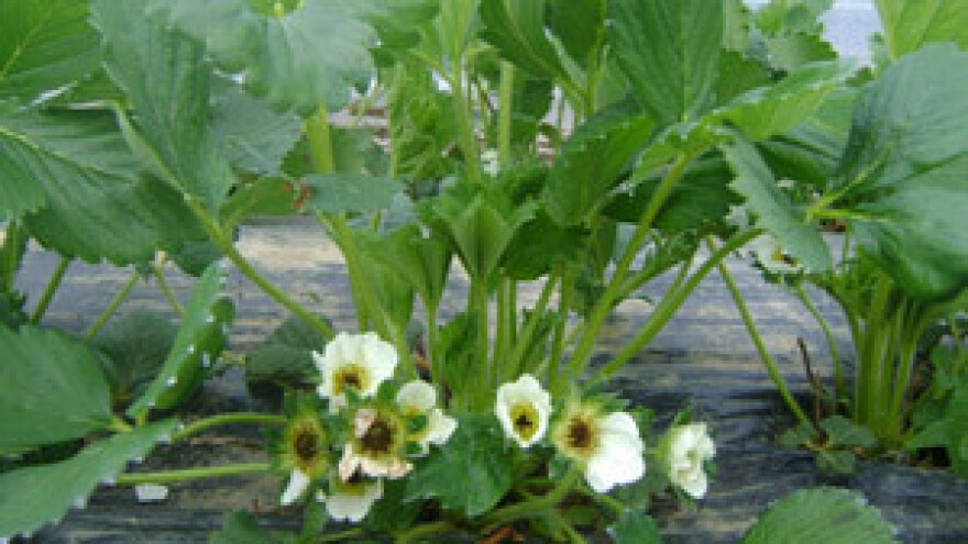 Jagode u Srijemu i Slavoniji ozbiljno oštećene mrazom