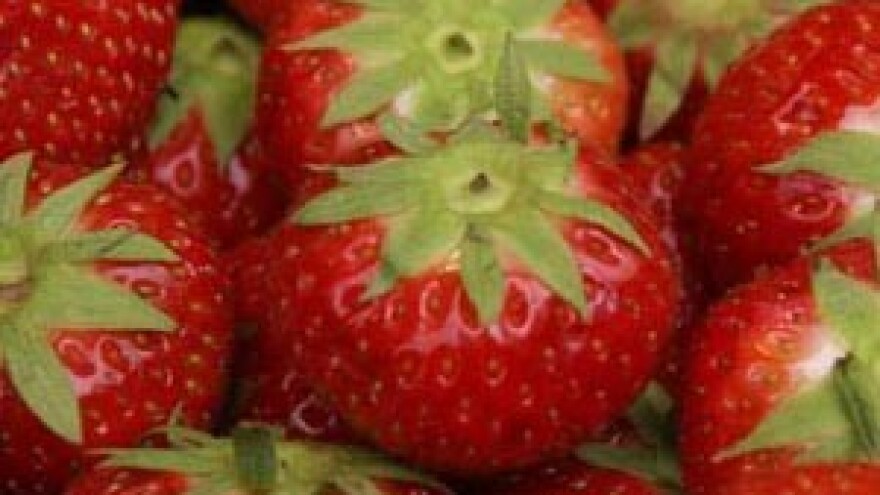 Jagode iz Vrgorca će ipak skoro biti na našim tržnicama
