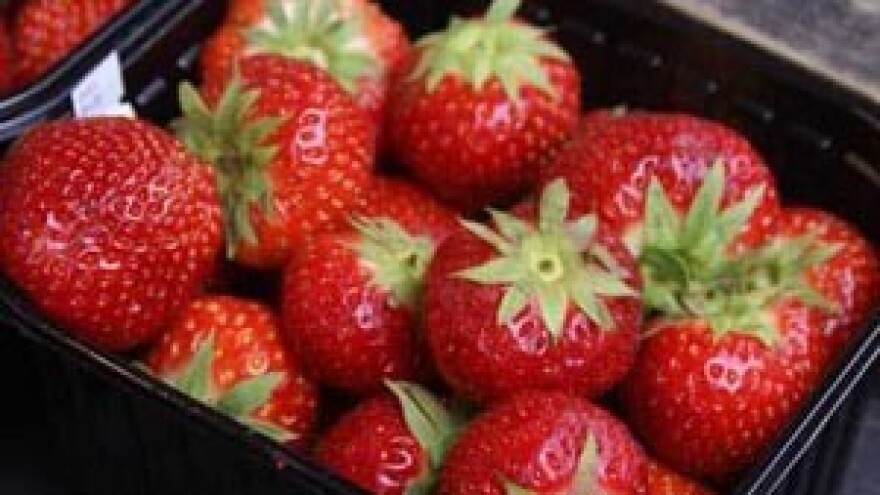 Obitelji Lovinčić i Čuljak svojim jagodama osvajaju Europu