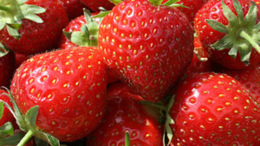 Dani jagoda Grada Zagreba i Zagrebačke županije