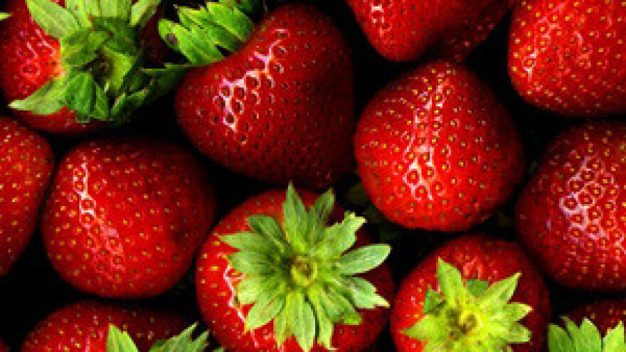 Snijeg iz veljače uništio vrgoračke uzgajivače jagoda