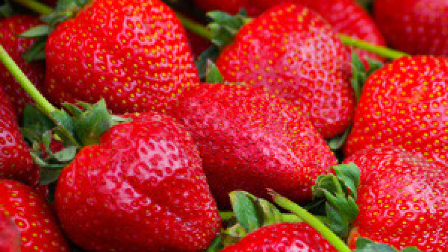 Jagodama se otrovalo 11.000 njemačke djece