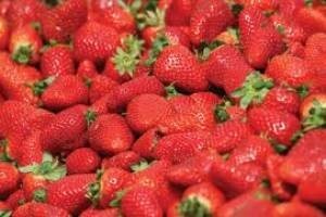 Hrvatske jagode po EU normama