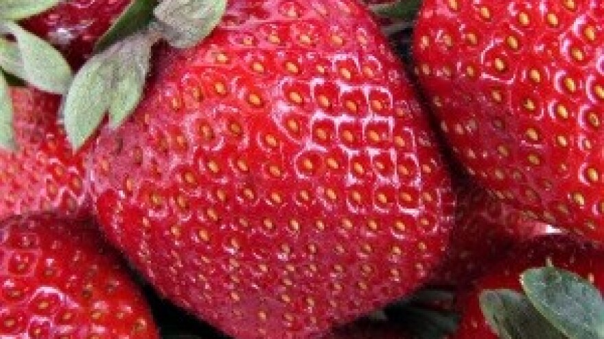 Britanski farmeri žele da im Hrvati dođu brati voće i povrće