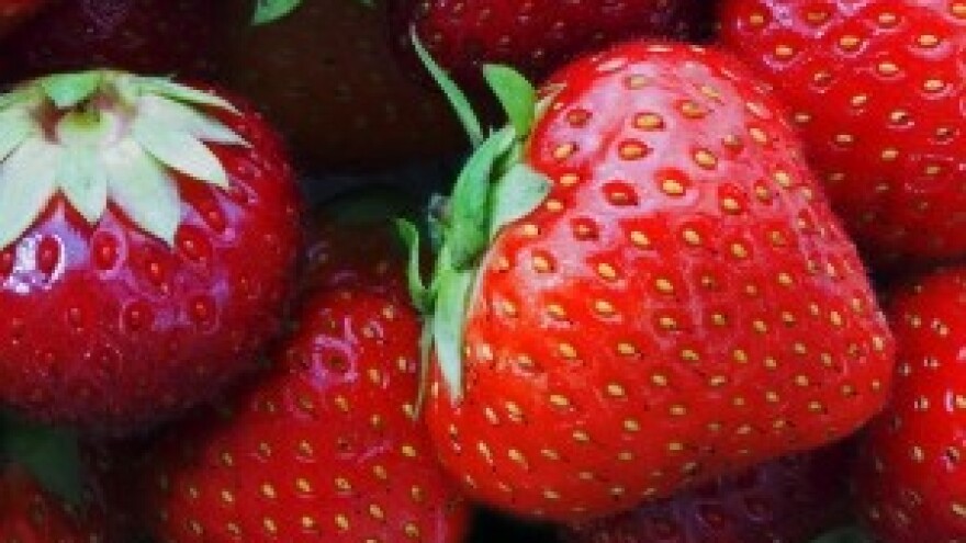 Počela berba jagoda na vrgoračkom području