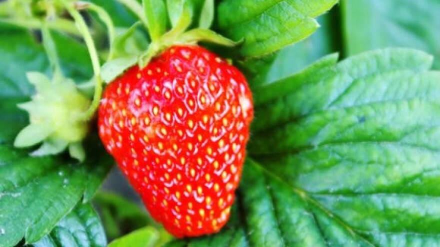 Održavanje nasada jagoda