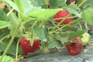 Uzgoj jagoda - plastenici puni "kraljice zdravlja"