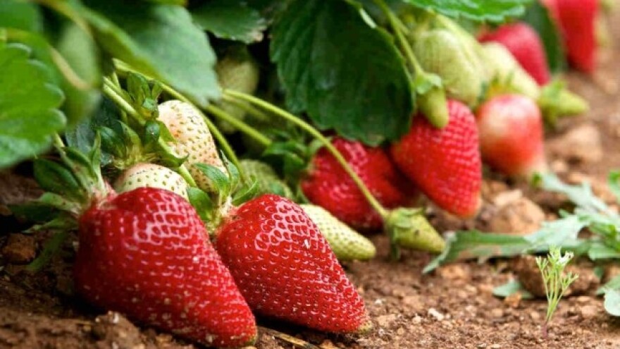 Jagode u SAD najzagađenije pesticidima