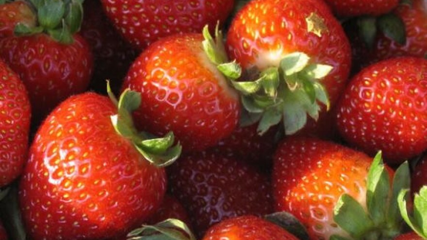 Vrgorački proizvođači jagoda