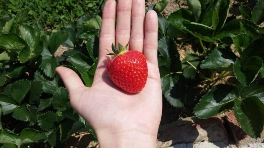 Presađivanje starinskih sorti jagoda