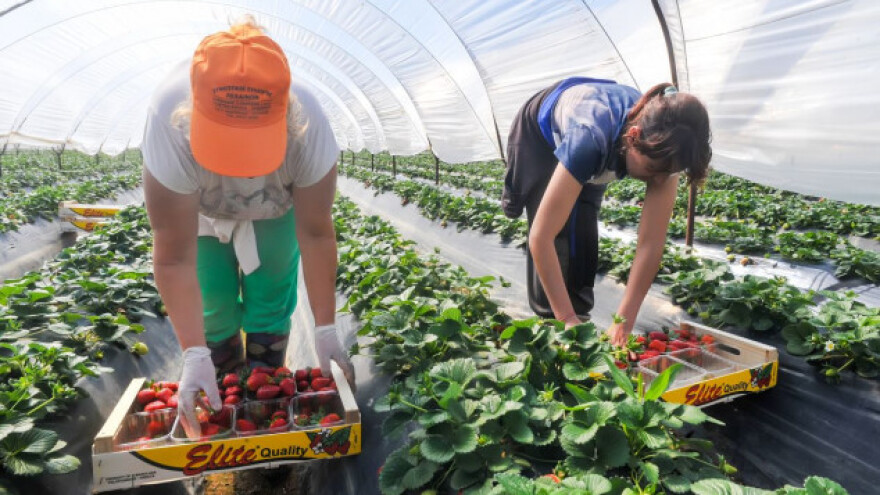 PIGO iz Italije traži ličke jagode i maline