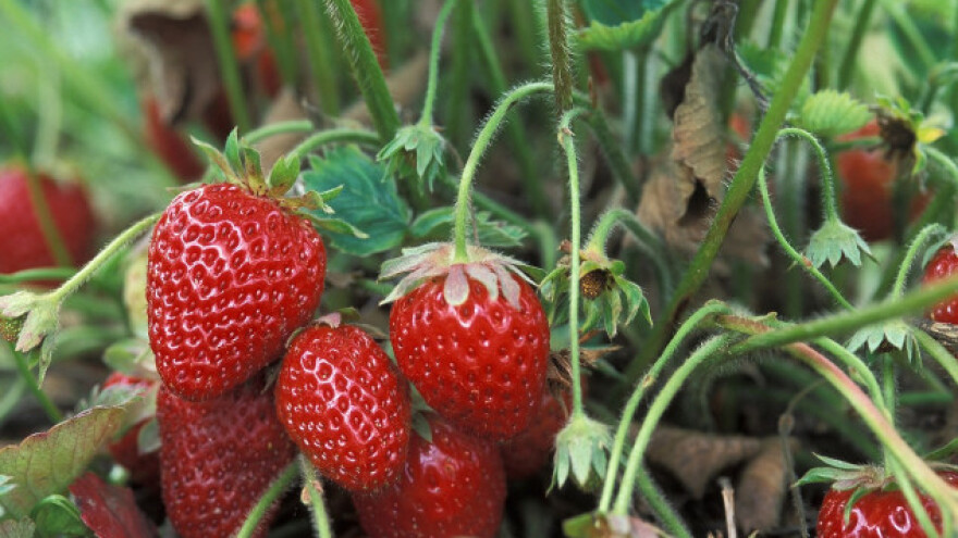 Bačka Palanka: gradnja hladnjače za jagode