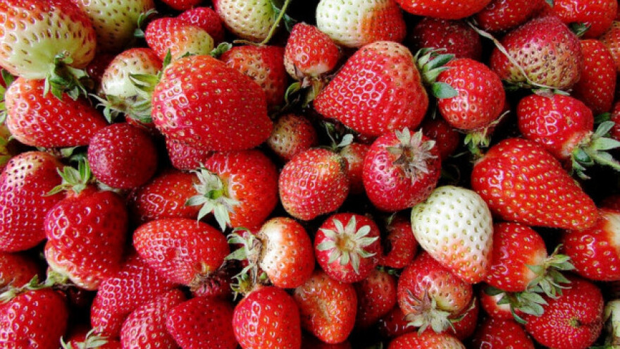 Sunčani dani važni za jagode i zelenu salatu