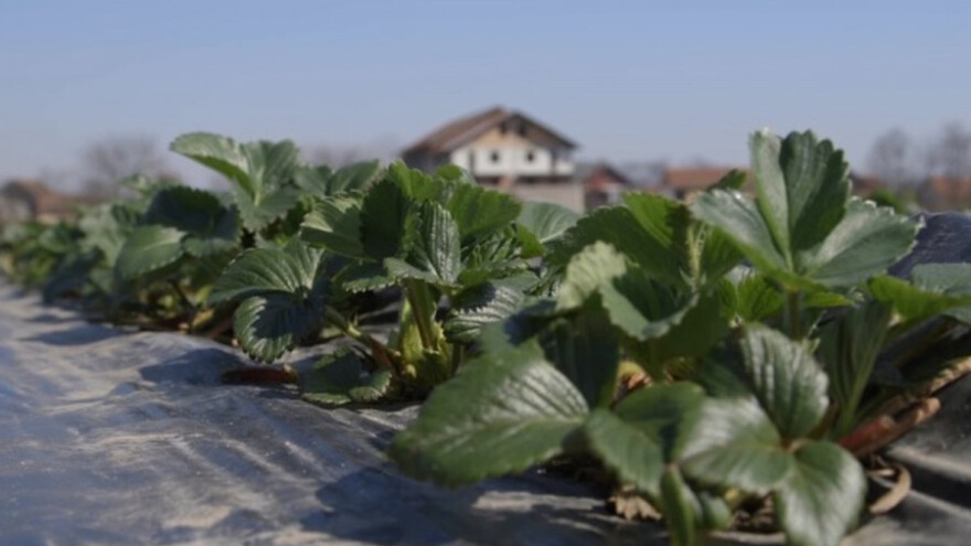 Jagodama protiv multipla skleroze