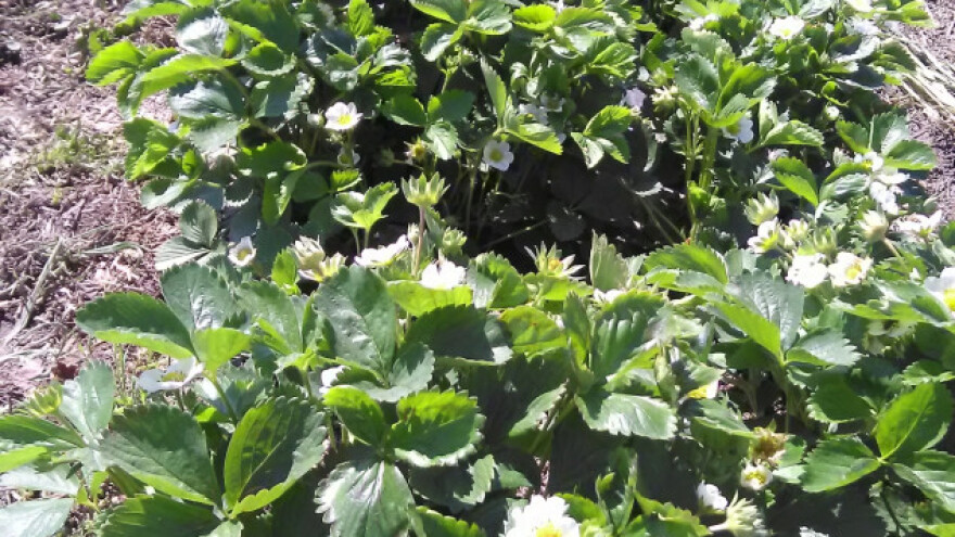 Bačka Palanka: Prebrodili niske temperature