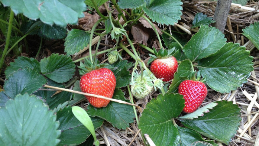 Jagode bogato rodile, a nema ih tko brati