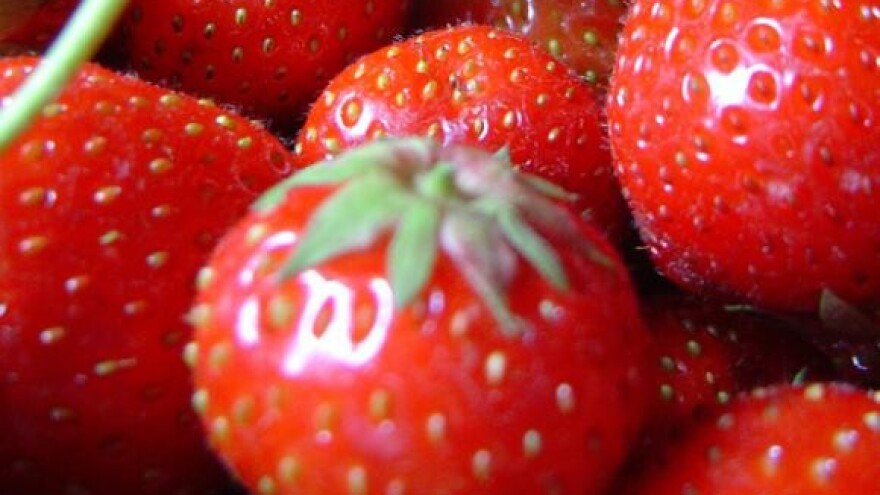 Hotelijer zarađuje uzgojem jagoda