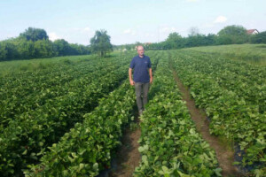 Agronom, proizvođač jagode u slobodno vrijeme