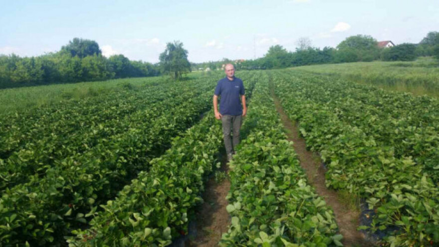 Agronom, proizvođač jagode u slobodno vrijeme